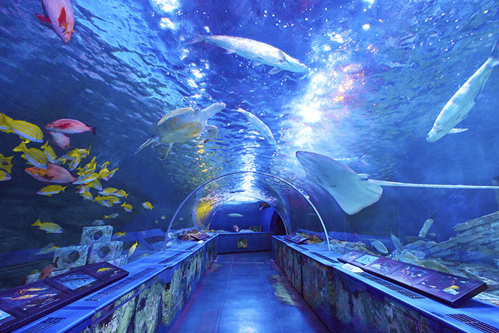 しながわ水族館の水中トンネルで、頭上を魚やエイ、ウミガメが泳ぎ、青い光が差し込む幻想的な空間。