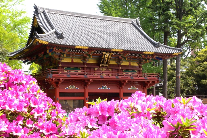 根津神社の朱色の楼門。手前には満開のツツジの花が咲き誇っている。