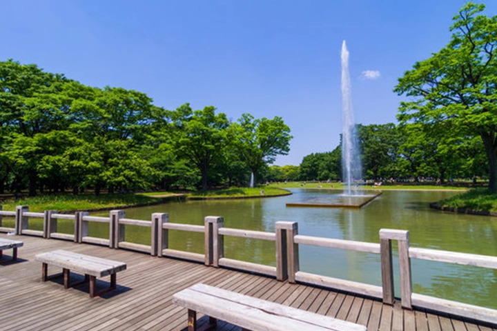 代々木公園の広大な池と噴水。池のほとりには木製のデッキとベンチが並んでいる。