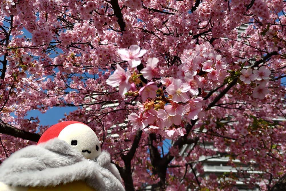 河津桜を背景に、なぜか凛々しい表情のてんしょうくんぬい