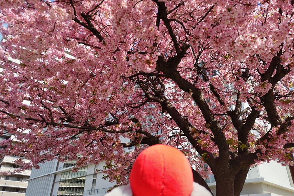 河津桜を眺めるてんしょうくんぬいの後頭部